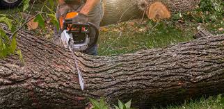 Best Tree Risk Assessment  in Maple Park, IL