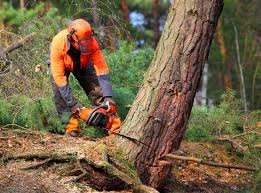 Best Commercial Tree Services  in Maple Park, IL