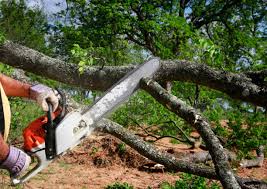 Best Tree Disease Treatment  in Maple Park, IL