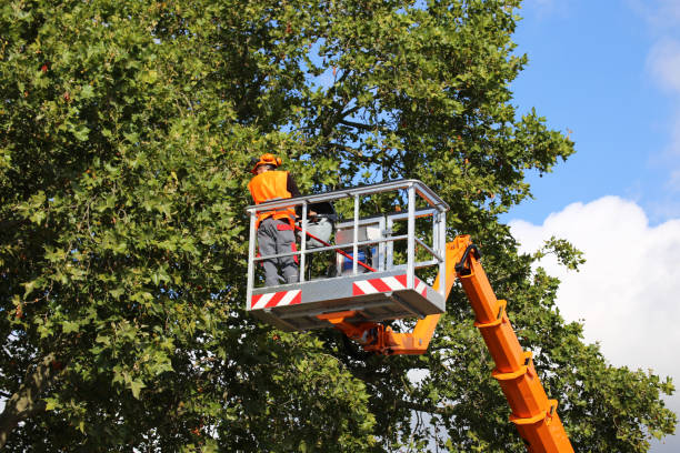 Best Utility Line Clearance  in Maple Park, IL