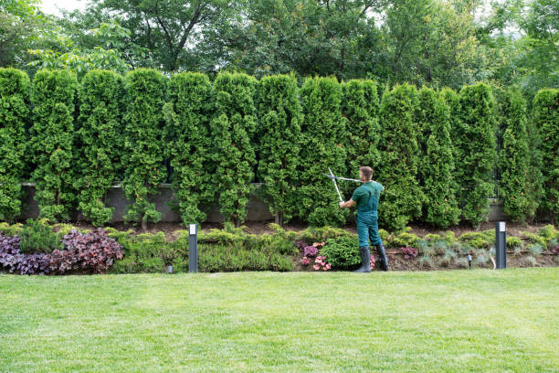 Lawn Drainage Solutions in Maple Park, IL