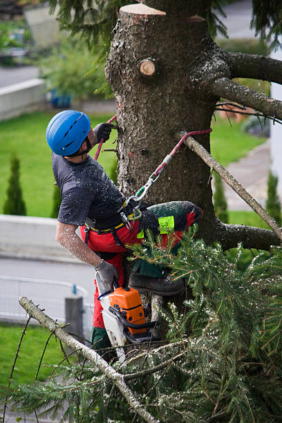 Best Firewood Processing and Delivery  in Maple Park, IL