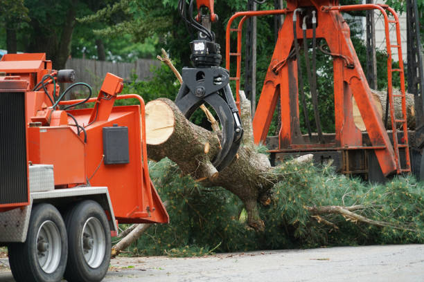 Best Fruit Tree Pruning  in Maple Park, IL