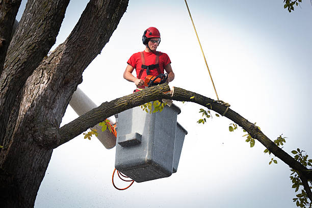 Best Hazardous Tree Removal  in Maple Park, IL