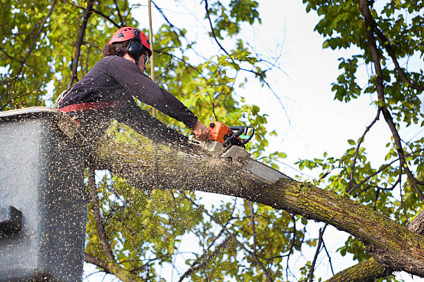 Best Tree Trimming and Pruning  in Maple Park, IL