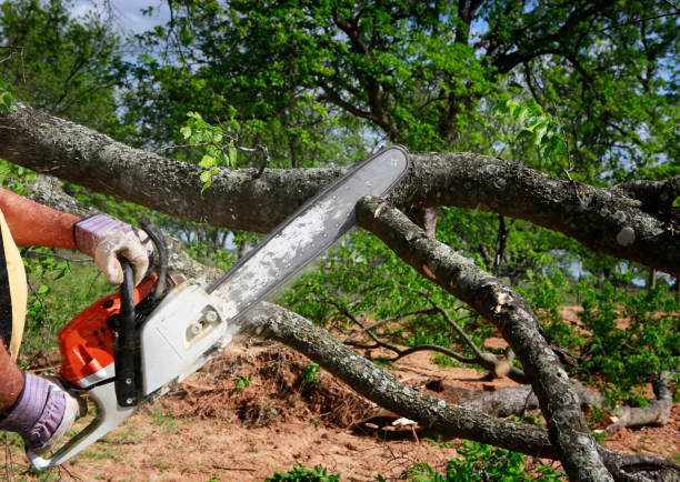 Best Emergency Tree Removal  in Maple Park, IL